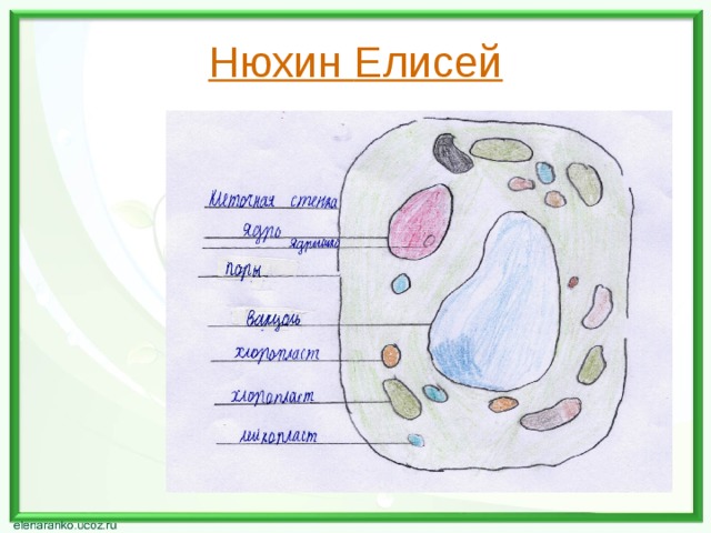 Нюхин  Елисей 