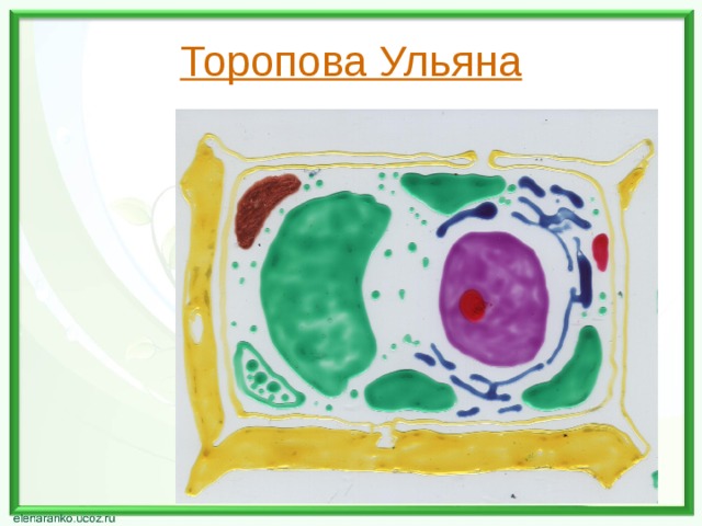 Торопова Ульяна 