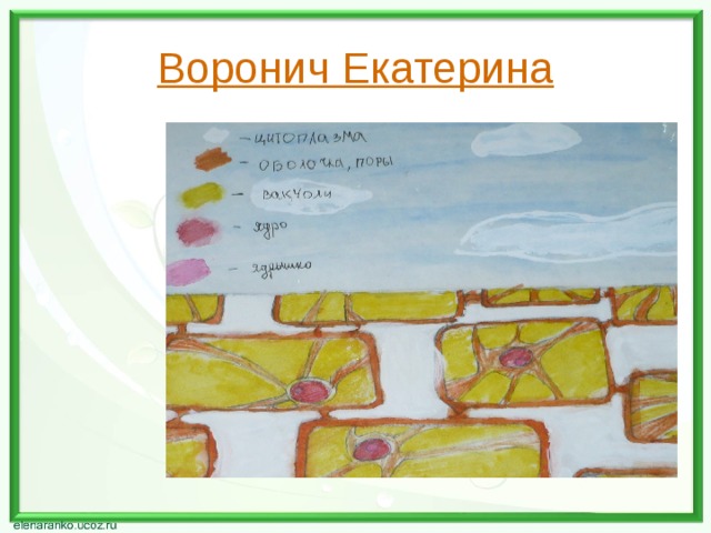 Воронич Екатерина 