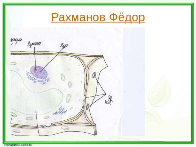 Рахманов Фёдор 