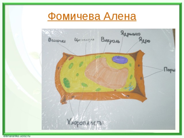 Фомичева Алена 