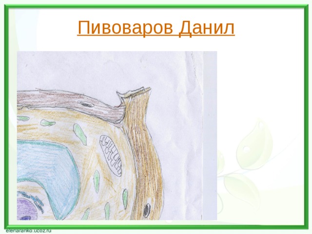 Пивоваров Данил 