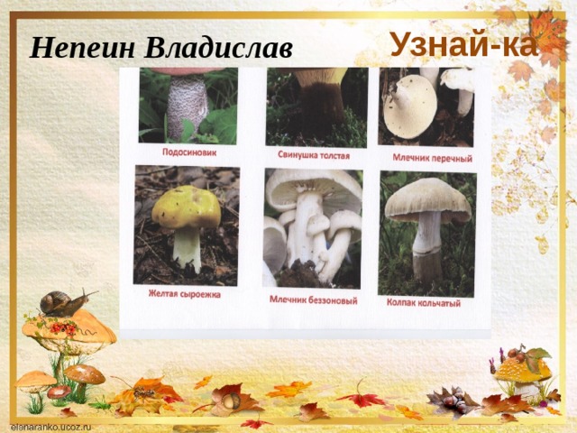 Узнай-ка Непеин Владислав 