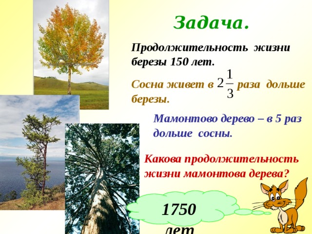 Задача. Продолжительность жизни березы 150 лет. Сосна живет в раза дольше березы. Мамонтово дерево – в 5 раз дольше сосны. № 541. Виленкин Н.Я. «Математика – 6» Какова продолжительность жизни мамонтова дерева? 1750 лет 10 