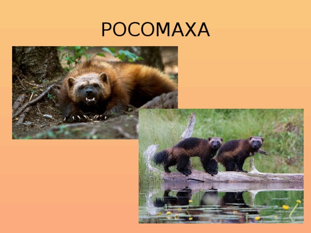 РОСОМАХА 