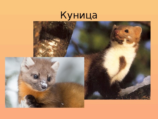 Куница 