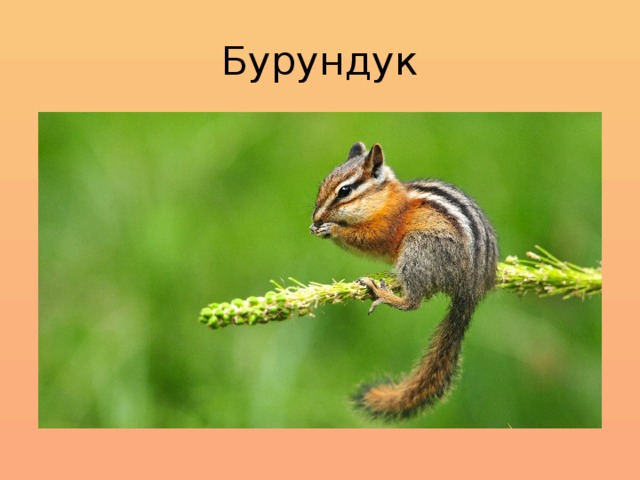 Бурундук 