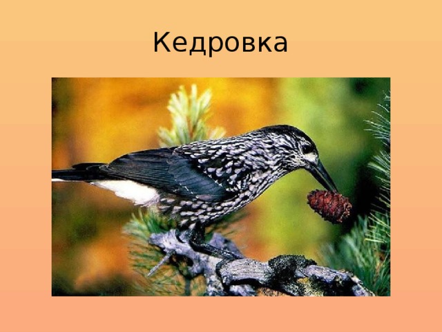 Кедровка 