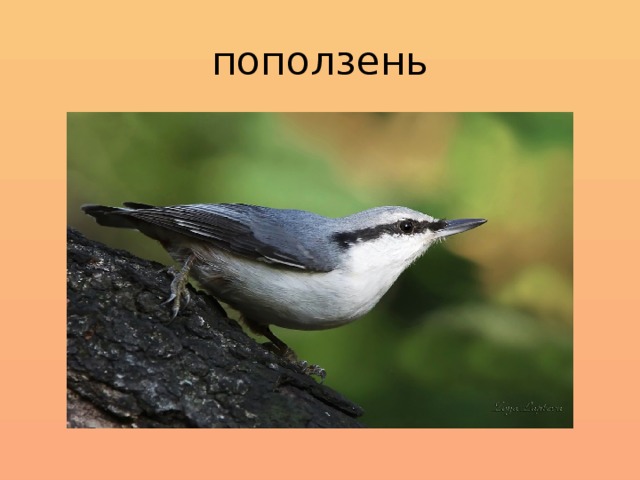 поползень 