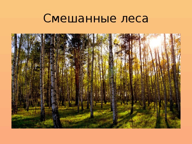 Смешанные леса 