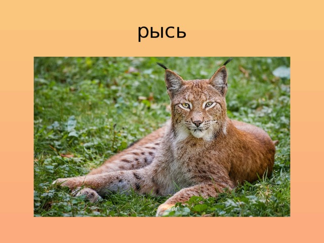 рысь 