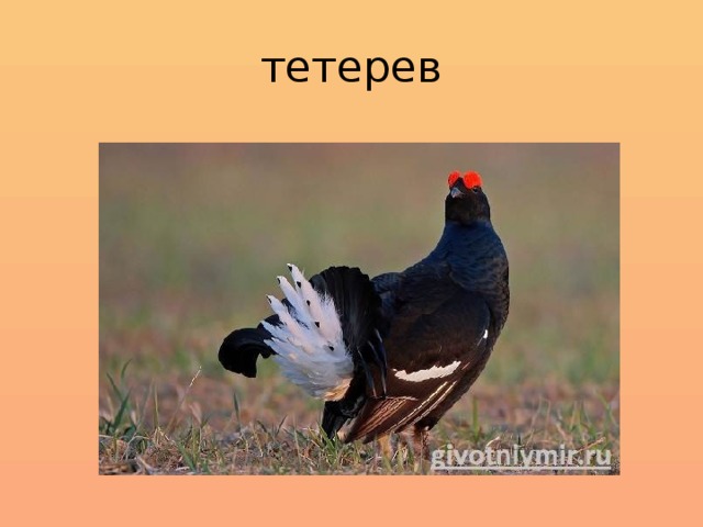 тетерев 