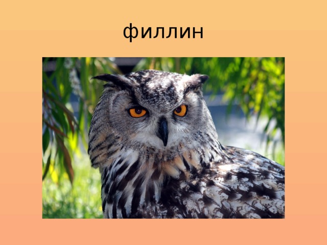 филлин 
