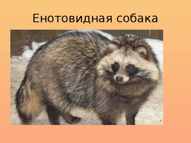 Енотовидная собака 