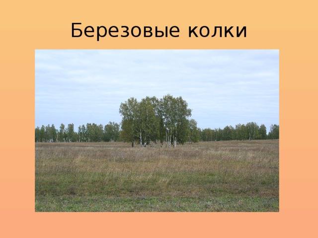 Березовые колки 