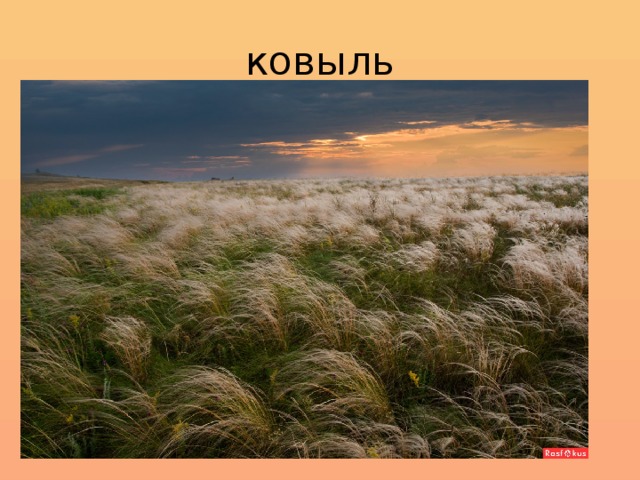 ковыль 