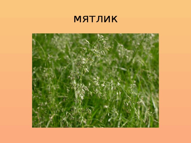 мятлик 