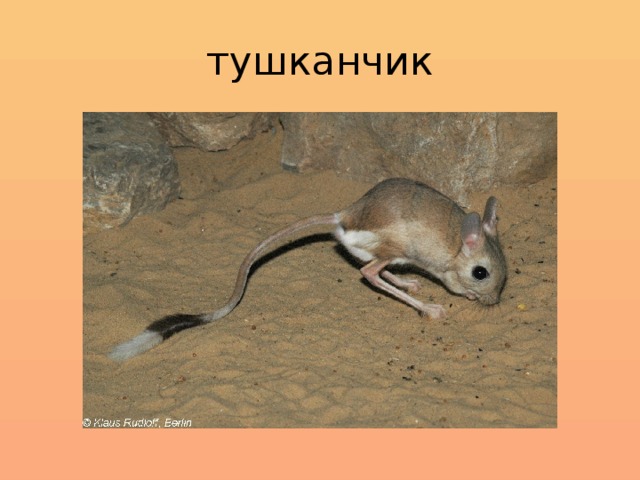 тушканчик 