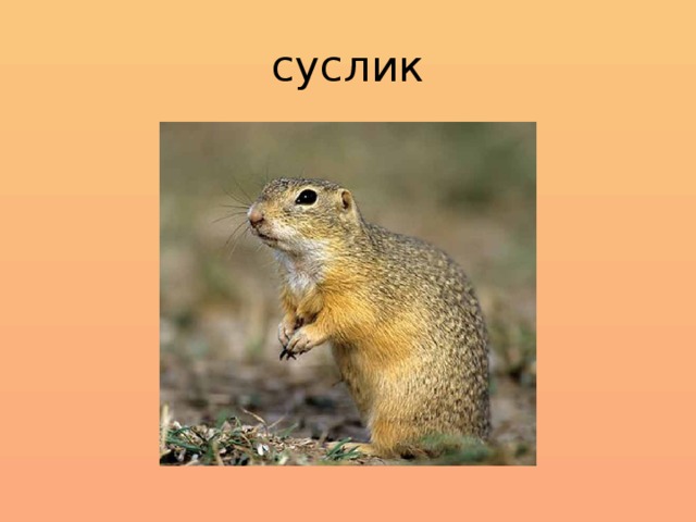 суслик 