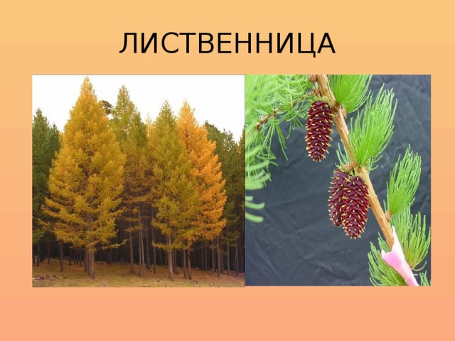ЛИСТВЕННИЦА 