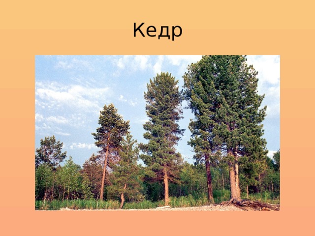 Кедр 