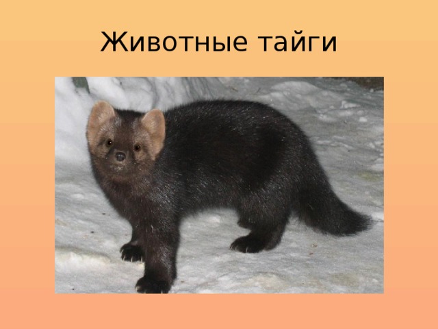 Животные тайги 