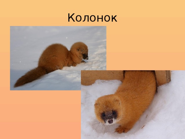 Колонок 