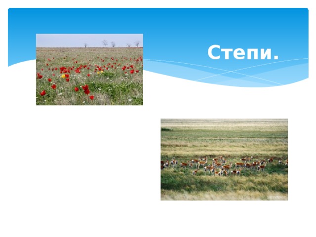 Степи. 