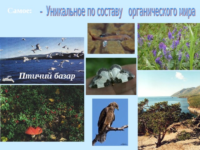Самое: Птичий базар 