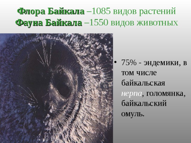Флора Байкала –1085 видов растений Фауна Байкала –1550 видов животных 75% - эндемики, в том числе байкальская нерпа , голомянка, байкальский омуль. 