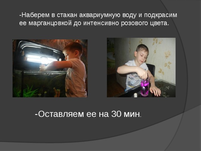 -Наберем в стакан аквариумную воду и подкрасим ее марганцовкой до интенсивно розового цвета.   -Оставляем ее на 30 мин .   