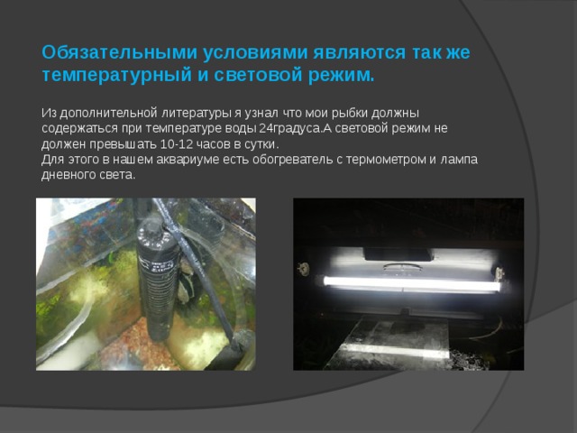 Обязательными условиями являются так же температурный и световой режим.   Из дополнительной литературы я узнал что мои рыбки должны содержаться при температуре воды 24градуса.А световой режим не должен превышать 10-12 часов в сутки.  Для этого в нашем аквариуме есть обогреватель с термометром и лампа дневного света. 