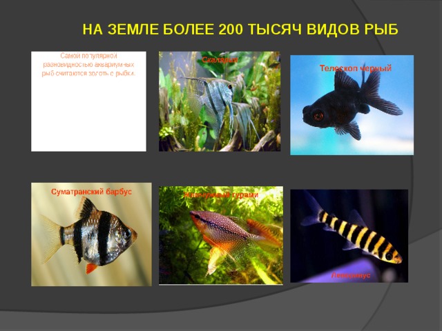 НА ЗЕМЛЕ БОЛЕЕ 200 ТЫСЯЧ ВИДОВ РЫБ    