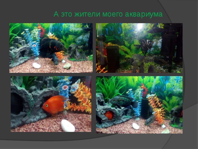 А это жители моего аквариума 