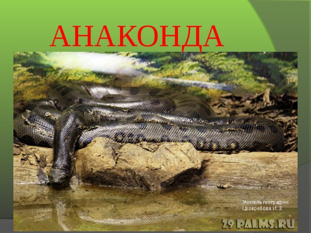 АНАКОНДА Учитель географии Цховребова И. З.