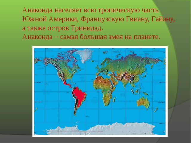 Анаконда населяет всю тропическую часть Южной Америки, Французскую Гвиану, Гайану, а также остров Тринидад. Анаконда – самая большая змея на планете.