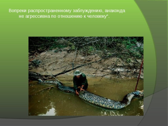 Вопреки распространенному заблуждению, анаконда не агрессивна по отношению к человеку“.