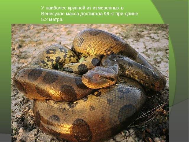 У наиболее крупной из измеренных в Венесуэле масса достигала 98 кг при длине 5.2 метра.