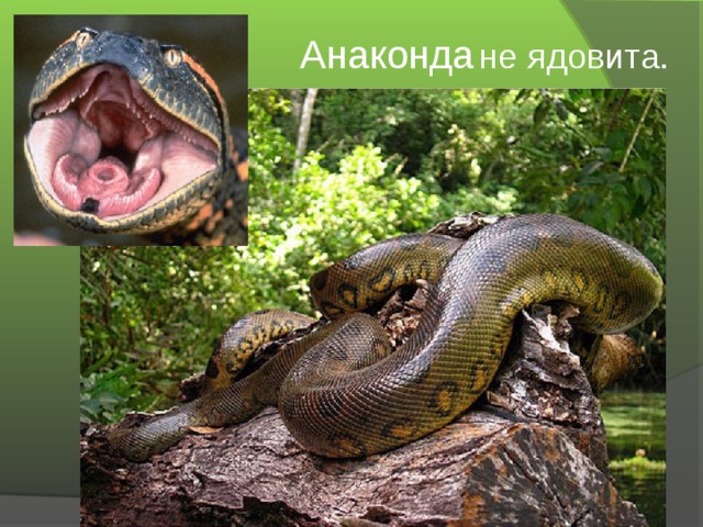 Анаконда  не ядовита.