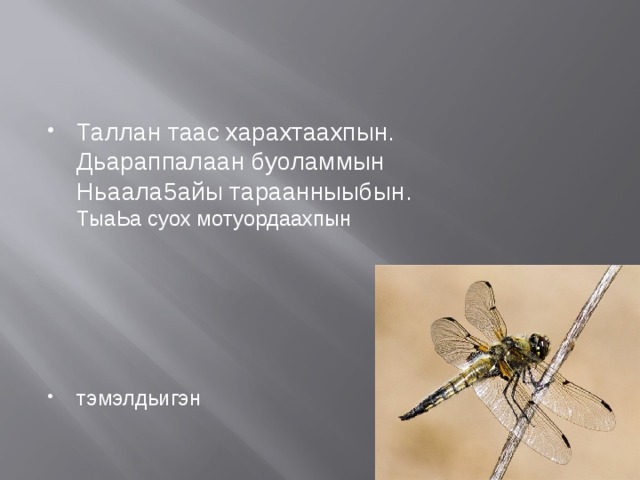 Таллан таас харахтаахпын.  Дьараппалаан буоламмын  Ньаала5айы тараанныыбын.  ТыаЬа суох мотуордаахпын тэмэлдьигэн 