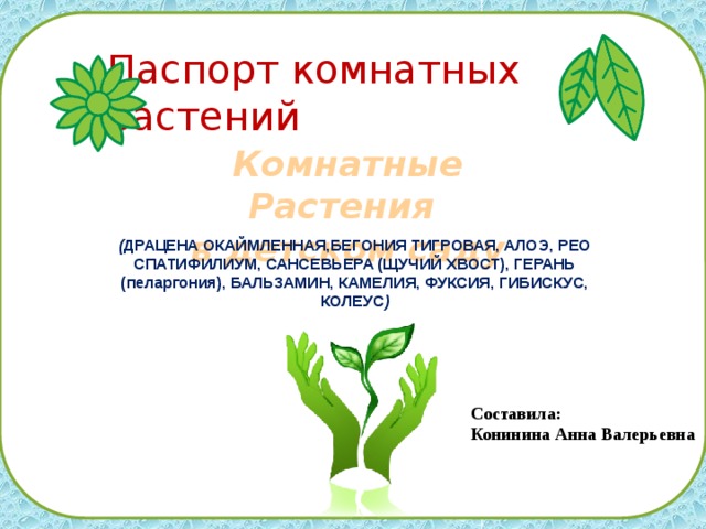 Паспорт комнатных растений Комнатные Растения в детском саду ( ДРАЦЕНА ОКАЙМЛЕННАЯ,БЕГОНИЯ ТИГРОВАЯ, АЛОЭ, РЕО СПАТИФИЛИУМ, САНСЕВЬЕРА (ЩУЧИЙ ХВОСТ), ГЕРАНЬ (пеларгония), БАЛЬЗАМИН, КАМЕЛИЯ, ФУКСИЯ, ГИБИСКУС, КОЛЕУС ) Составила: Конинина Анна Валерьевна  