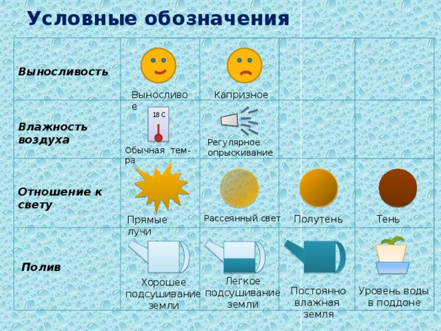 Условные обозначения Выносливость К апризное В ыносливое 18 С Влажность воздуха Регулярное опрыскивание Обычная тем-ра Отношение к свету Тень Полутень Рассеянный свет Прямые лучи Полив Легкое подсушивание земли Хорошее подсушивание земли Уровень воды в поддоне Постоянно влажная земля 2 
