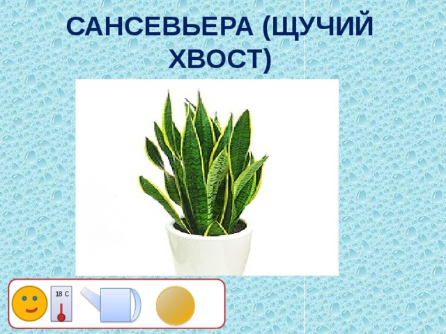  САНСЕВЬЕРА (ЩУЧИЙ ХВОСТ)   18 С 