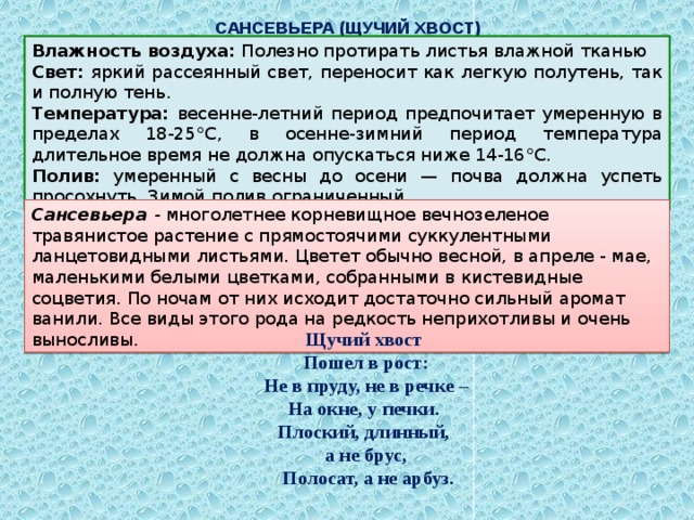 САНСЕВЬЕРА (ЩУЧИЙ ХВОСТ) Влажность воздуха: Полезно протирать листья влажной тканью  Свет: яркий рассеянный свет, переносит как легкую полутень, так и полную тень. Температура: весенне-летний период предпочитает умеренную в пределах 18-25°С, в осенне-зимний период температура длительное время не должна опускаться ниже 14-16°С. Полив: умеренный с весны до осени — почва должна успеть просохнуть. Зимой полив ограниченный. Сансевьера - многолетнее корневищное вечнозеленое травянистое растение с прямостоячими суккулентными ланцетовидными листьями. Цветет обычно весной, в апреле - мае, маленькими белыми цветками, собранными в кистевидные соцветия. По ночам от них исходит достаточно сильный аромат ванили. Все виды этого рода на редкость неприхотливы и очень выносливы. Щучий хвост Пошел в рост: Не в пруду, не в речке – На окне, у печки. Плоский, длинный, а не брус,  Полосат, а не арбуз. 