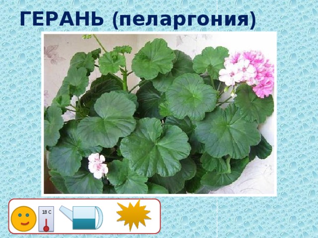 ГЕРАНЬ ( пеларгония ) 18 С 15 