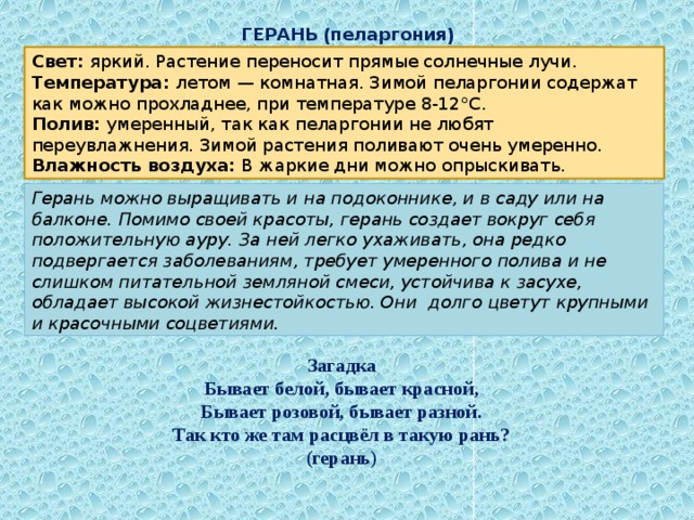 ГЕРАНЬ ( пеларгония ) Свет: яркий. Растение переносит прямые солнечные лучи. Температура: летом — комнатная. Зимой пеларгонии содержат как можно прохладнее, при температуре 8-12°С. Полив: умеренный, так как пеларгонии не любят переувлажнения. Зимой растения поливают очень умеренно. Влажность воздуха: В жаркие дни можно опрыскивать. Герань можно выращивать и на подоконнике, и в саду или на балконе. Помимо своей красоты, герань создает вокруг себя положительную ауру. За ней легко ухаживать, она редко подвергается заболеваниям, требует умеренного полива и не слишком питательной земляной смеси, устойчива к засухе, обладает высокой жизнестойкостью. Они долго цветут крупными и красочными соцветиями. Загадка Бывает белой, бывает красной, Бывает розовой, бывает разной. Так кто же там расцвёл в такую рань? (герань) 