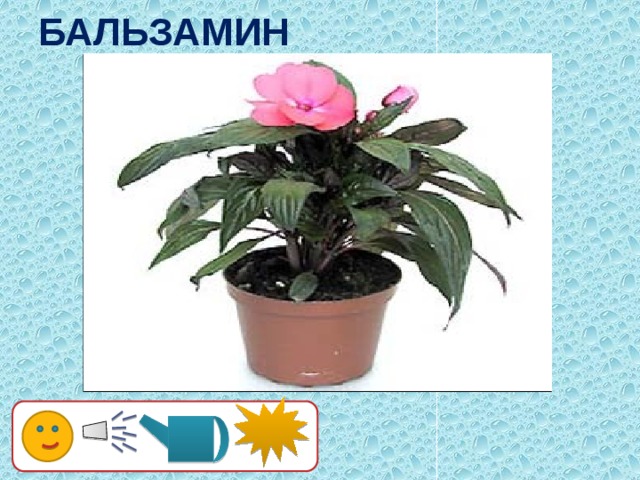 БАЛЬЗАМИН 15 