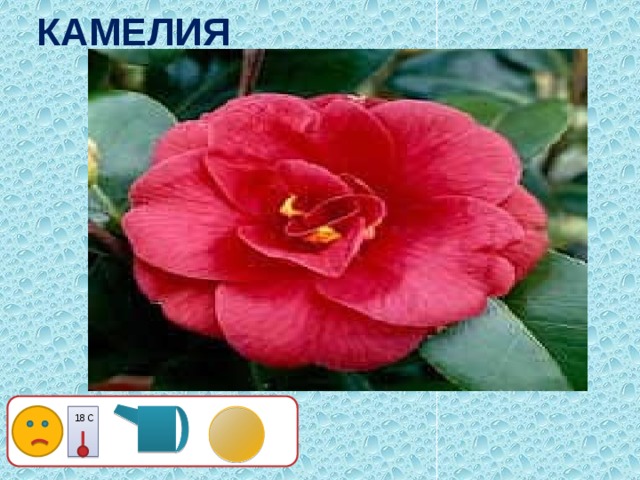 КАМЕЛИЯ 18 С 19 