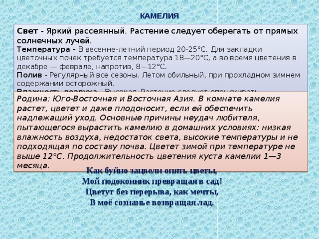 КАМЕЛИЯ Свет - Яркий рассеянный. Растение следует оберегать от прямых солнечных лучей. Температура - В весенне-летний период 20-25°C. Для закладки цветочных почек требуется температура 18—20°C, а во время цветения в декабре — феврале, напротив, 8—12°C. Полив - Регулярный все сезоны. Летом обильный, при прохладном зимнем содержании осторожный. Влажность воздуха - Высокая. Растение следует опрыскивать. Родина: Юго-Восточная и Восточная Азия. В комнате камелия растет, цветет и даже плодоносит, если ей обеспечить надлежащий уход. Основные причины неудач любителя, пытающегося вырастить камелию в домашних условиях: низкая влажность воздуха, недостаток света, высокие температуры и не подходящая по составу почва. Цветет зимой при температуре не выше 12°C. Продолжительность цветения куста камелии 1—3 месяца. Как буйно зацвели опять цветы,  Мой подоконник превращая в сад!  Цветут без перерыва, как мечты,  В моё сознанье возвращая лад. 