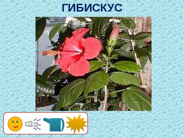 ГИБИСКУС 